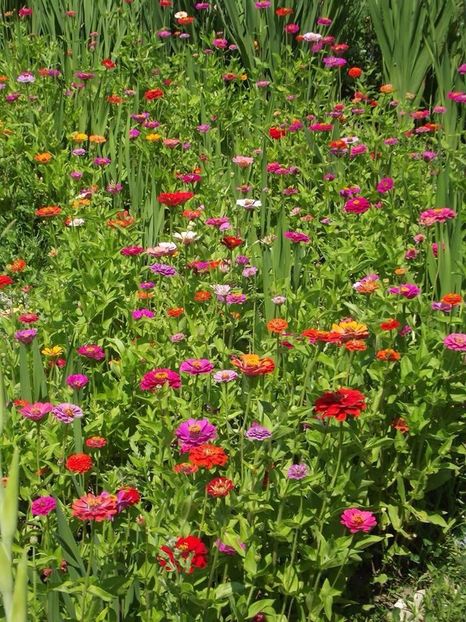 2015_zinnia_1 - 2015_06-10_Iunie-Oct