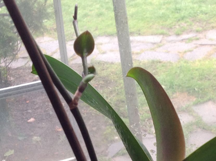 Nu mai stiu ce vreau , keiki sau tija ? - Keiki 2017 August