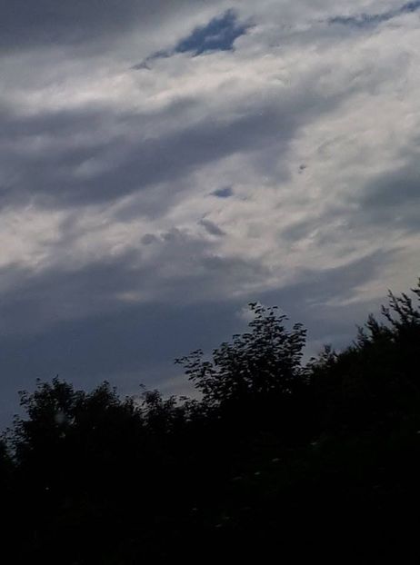  - Pelinita - pelinul dulce