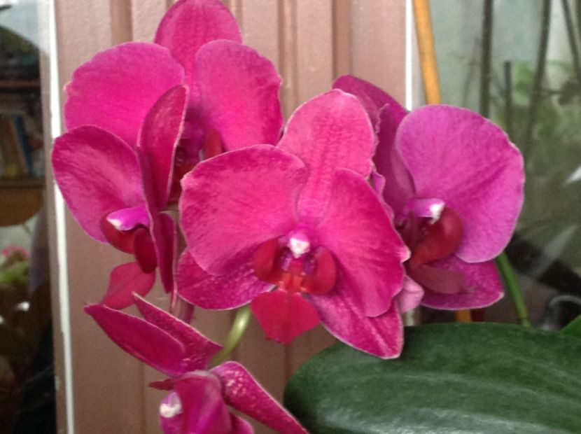  - Phalenopsis ian 2018