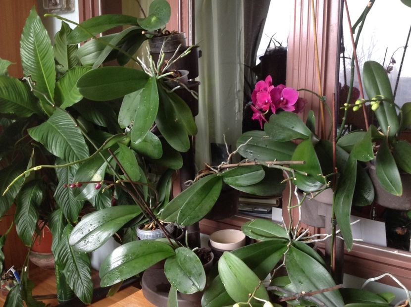  - Phalenopsis ian 2018