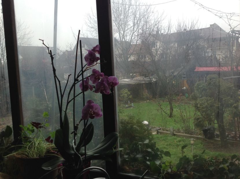  - Phalenopsis ian 2018