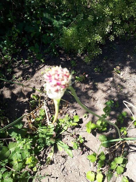 usturoi fl - Usturoiul