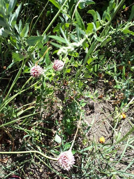 usturoi2 - Usturoiul