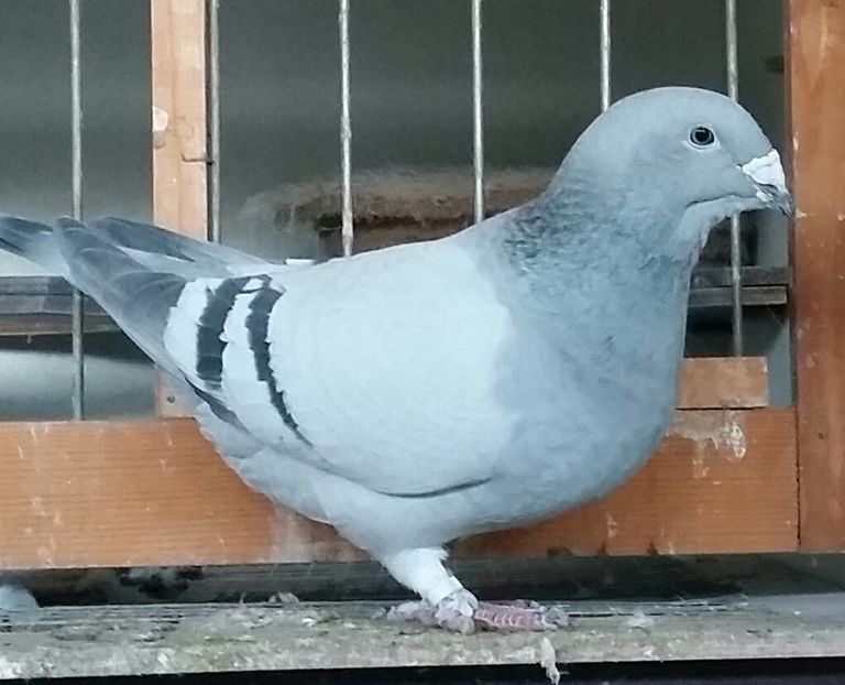 Cristal 2015 - Vanduti