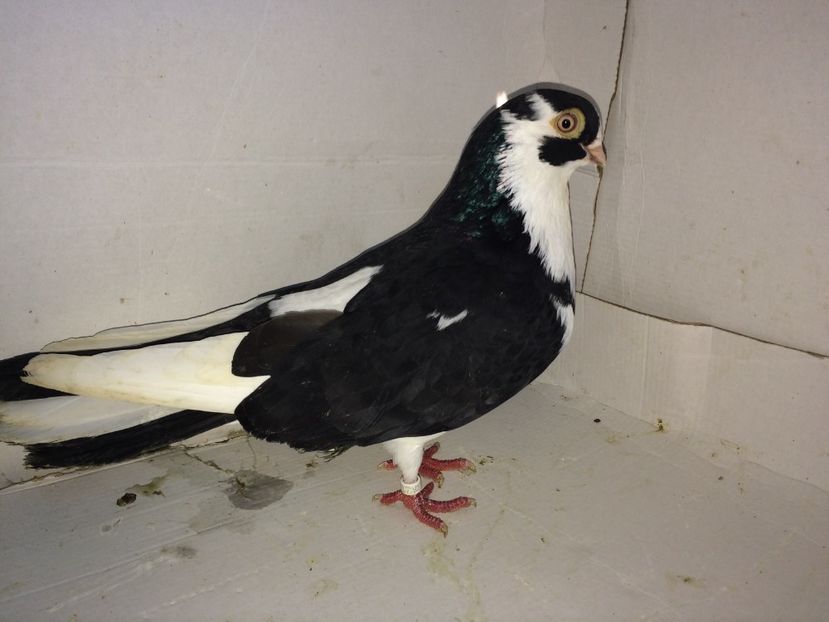 5731  mascul  2015 - 00001 porumbei dragi mie arhivă