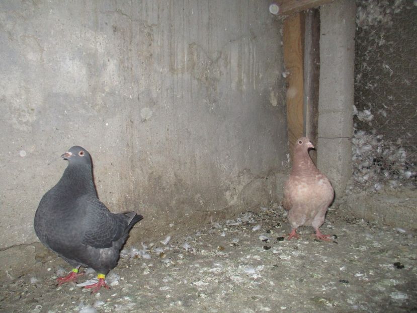  - pentru costirostov