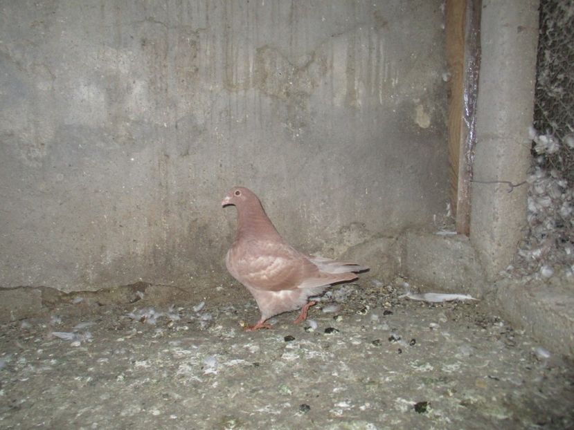  - pentru costirostov