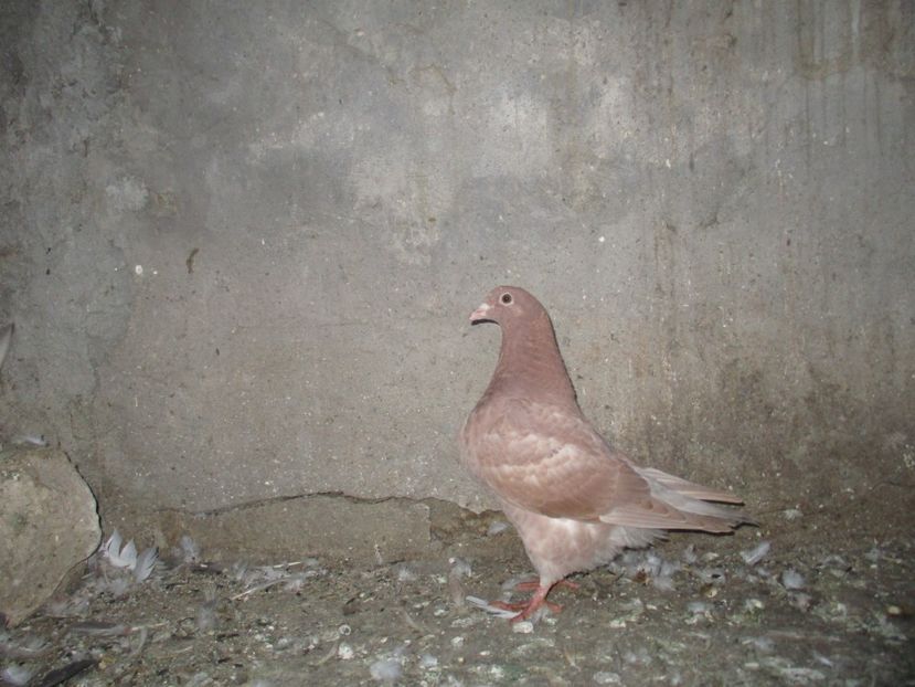  - pentru costirostov