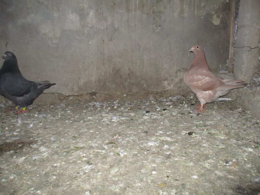  - pentru costirostov