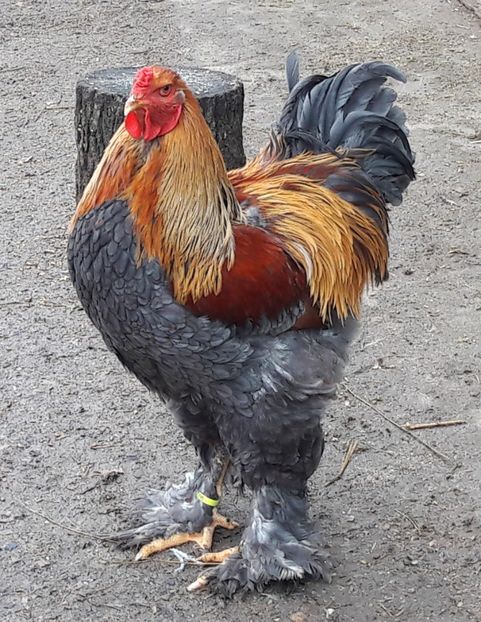  - C ocosi pentru reproductie 2018