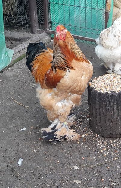  - C ocosi pentru reproductie 2018