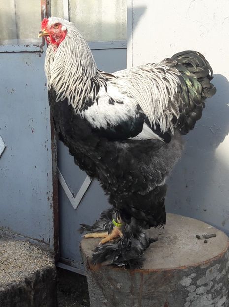  - C ocosi pentru reproductie 2018