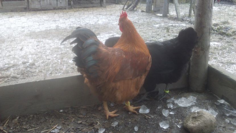  - de vanzare sau schimb 2018