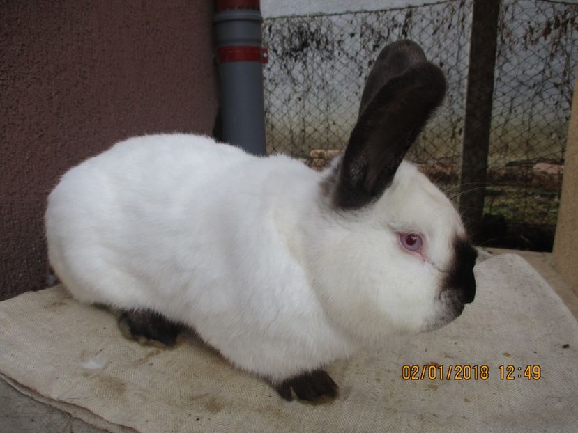 MASC.CALIF.PROD.PROPRIE!2017 - X ARHIVA IEPURI CE AM AVUT