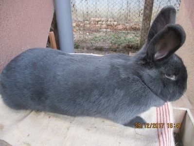 FEM RO12-3742 PROD.PROPRIE 2017 ! - X ARHIVA IEPURI CE AM AVUT