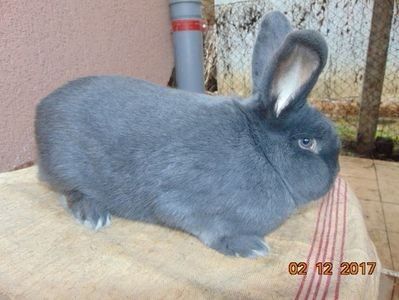 MASC.WIEN 2017!PROD.PROPRIE! - X ARHIVA IEPURI CE AM AVUT