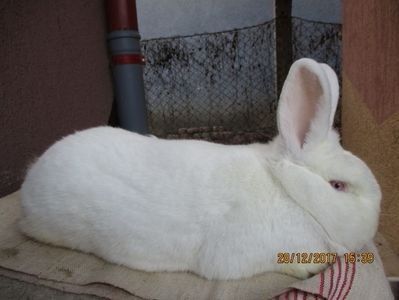 FEM.NEO !PROD.PROPRIE 2017 ! - X ARHIVA IEPURI CE AM AVUT