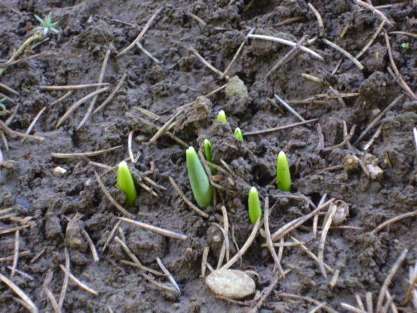 Ghiocei si narcise - v Iarna 2016-2017-2018