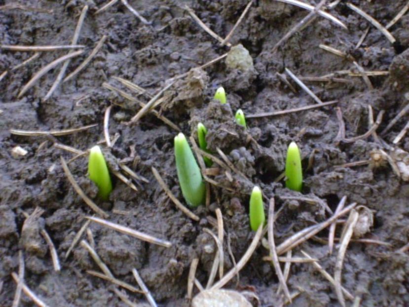 Ghiocei si narcise - v Iarna 2016-2017-2018