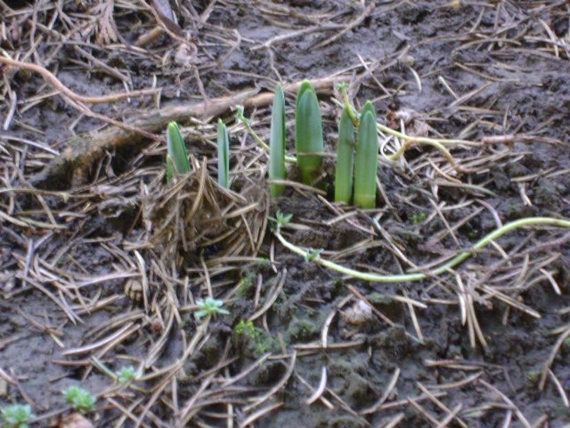 Ghiocei si narcise - v Iarna 2016-2017-2018