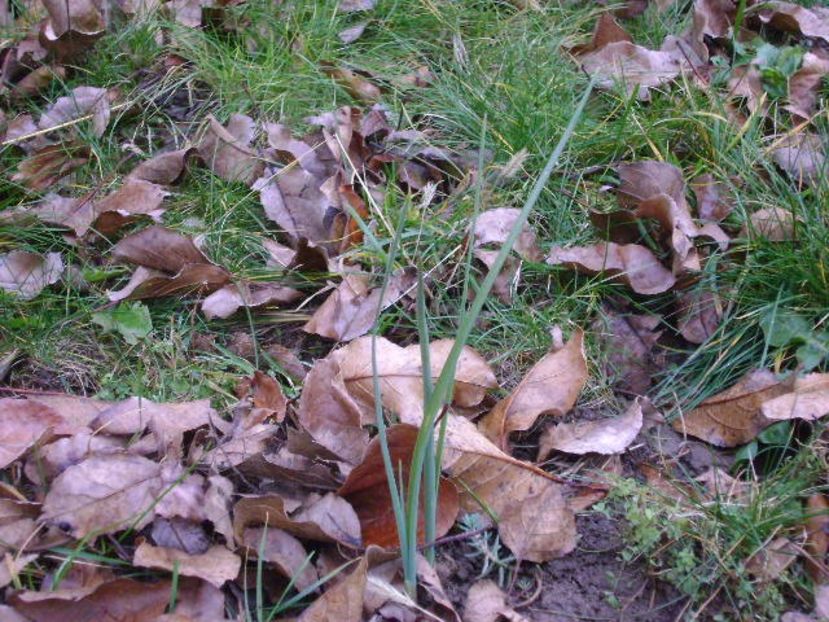 Iris pitic - v Iarna 2016-2017-2018