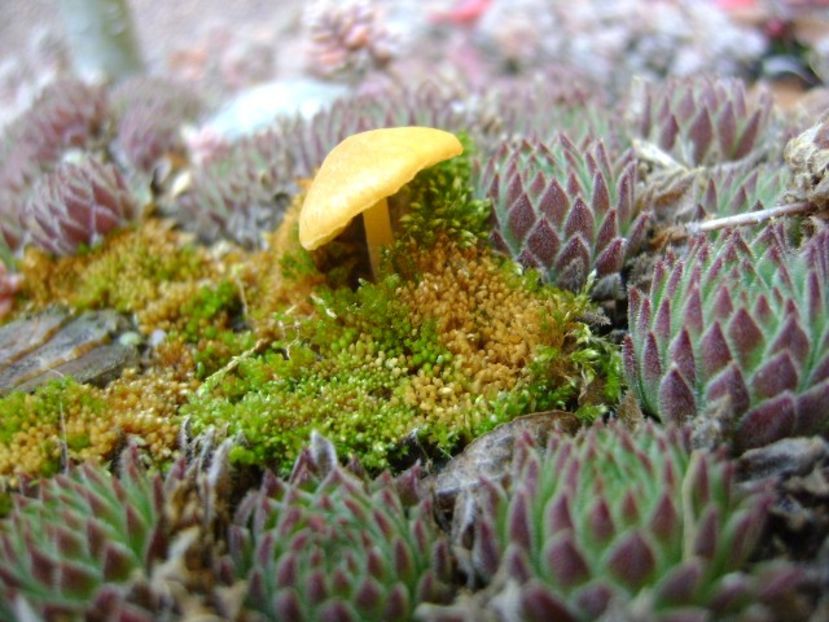 Ciupercute - v Iarna 2016-2017-2018