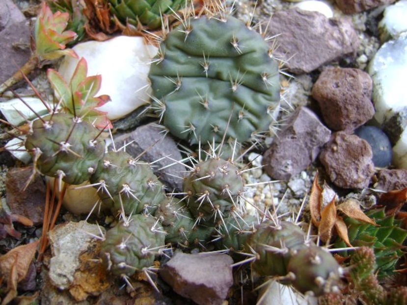 Opuntia fragilis 1 - Cactusi 2017 final de an