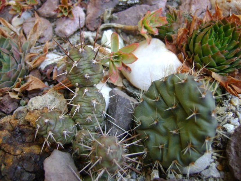 Opuntia fragilis 1 - Cactusi 2017 final de an