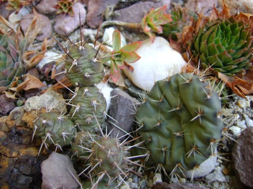 Opuntia fragilis 1 - Cactusi 2017 final de an