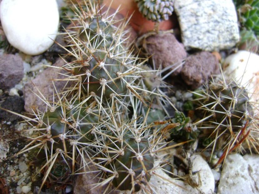 Opuntia fragilis 2 - Cactusi 2017 final de an