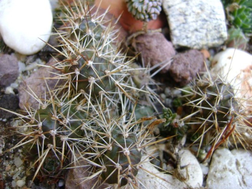Opuntia fragilis 2 - Cactusi 2017 final de an