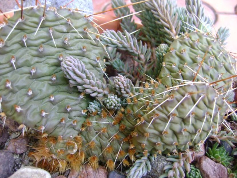 Opuntia phaeacantha - Cactusi 2017 final de an