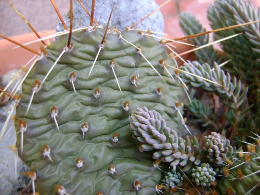 Opuntia phaeacantha - Cactusi 2017 final de an