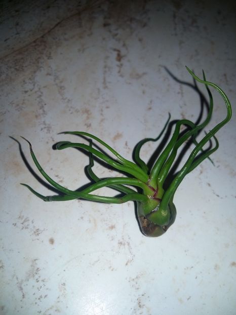 T. Bulbosa Guatemala - 1Tillandsia