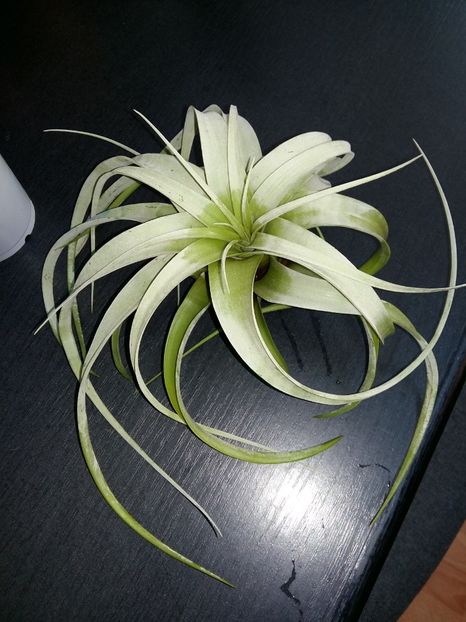 T. Xerographica - 1Tillandsia