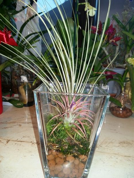  - 1Tillandsia