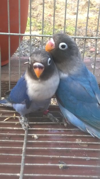  - agapornis de vanzare