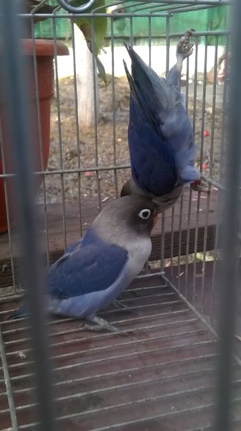  - agapornis de vanzare