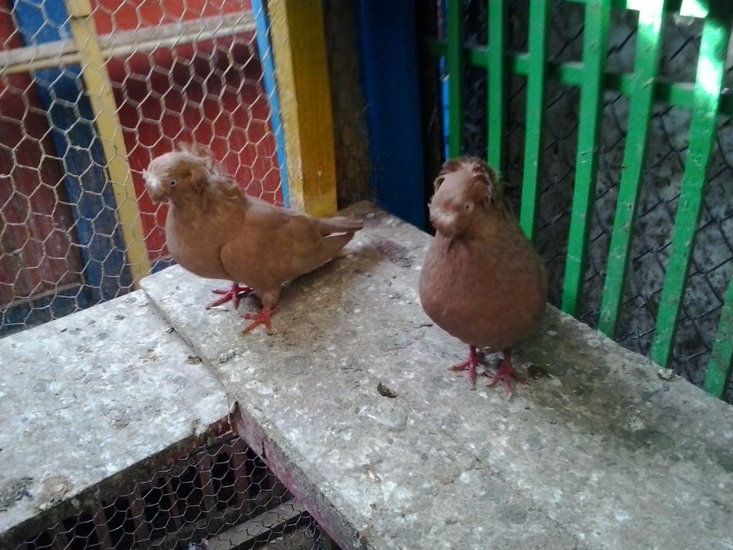 2015-10-29 12.23.52 - GENETICA