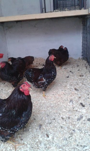  - Wyandotte pitic portelan 2018