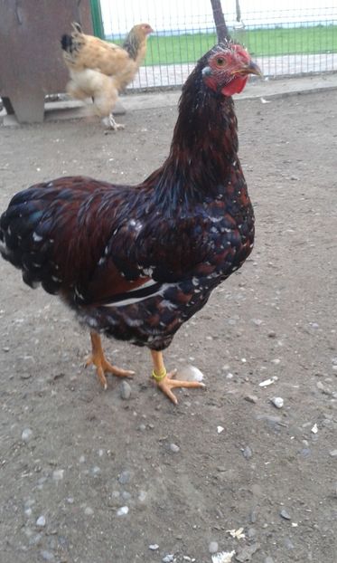  - Wyandotte pitic portelan 2018