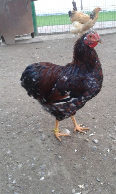  - Wyandotte pitic portelan 2018