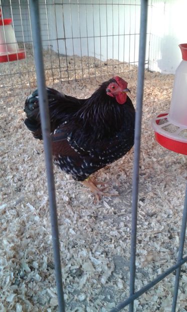  - Wyandotte pitic portelan 2018