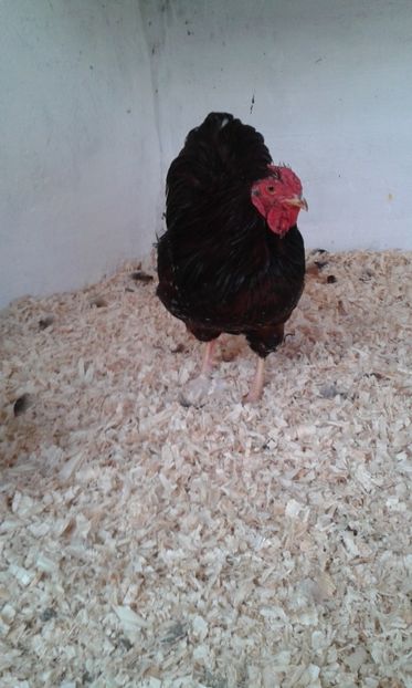  - Wyandotte pitic portelan 2018