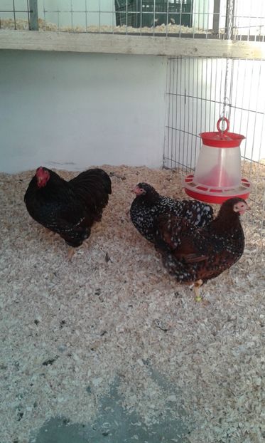  - Wyandotte pitic portelan 2018