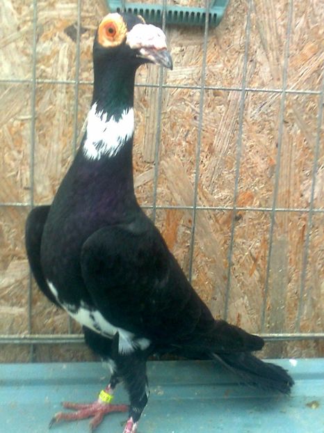 fotografie3333_001 - 13 --- Masculi