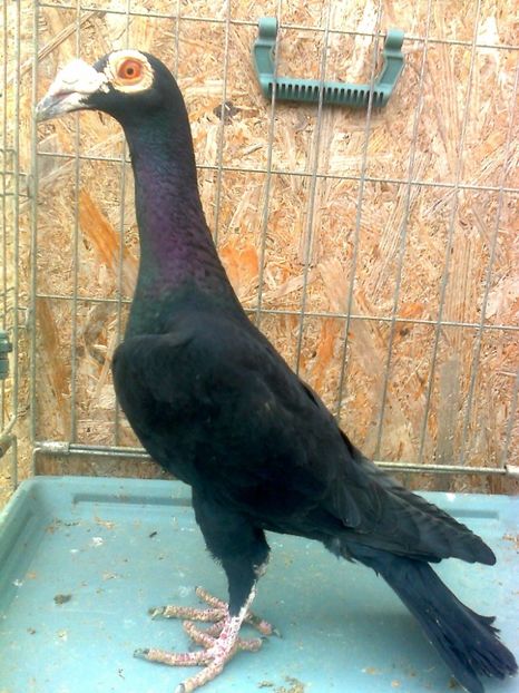 fotografie3315_001 - 13 --- Masculi