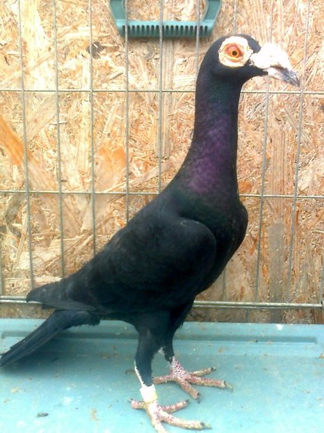 fotografie3318_001 - 13 --- Masculi