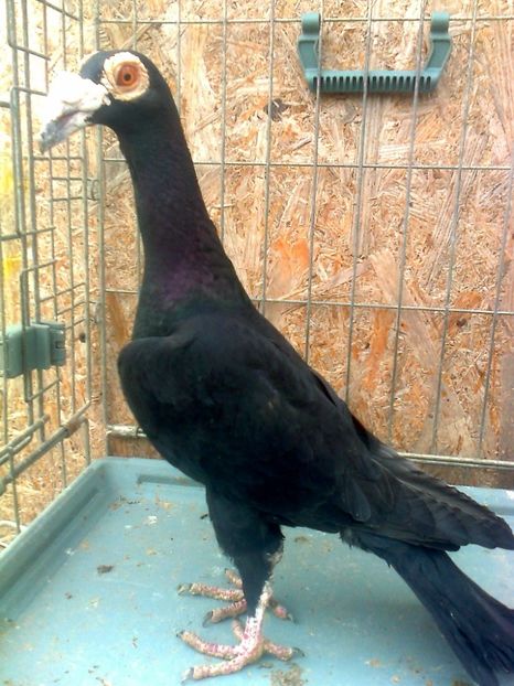 fotografie3314_001 - 13 --- Masculi